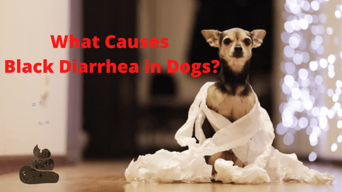 Black diarrhea in dogs