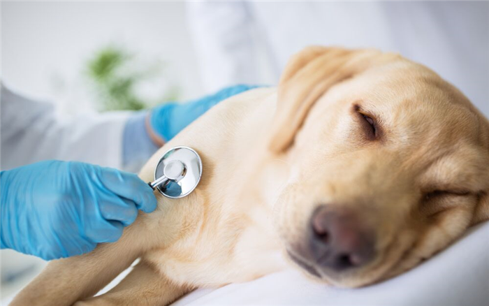 dog at the vet for bloating