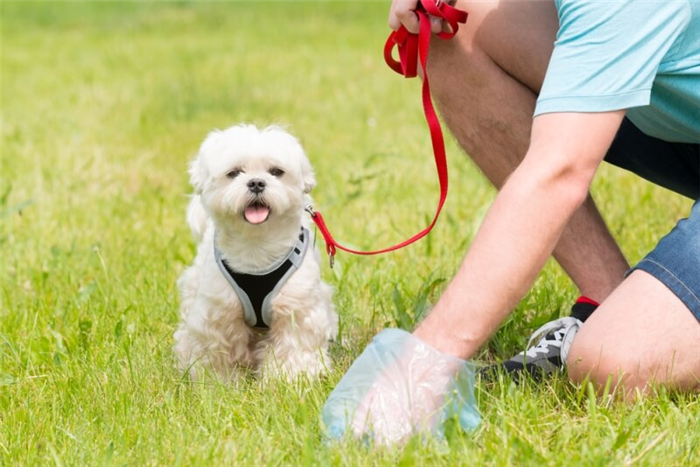 How to Clean up Your Dog's Poop - Pet Pee Pick-up