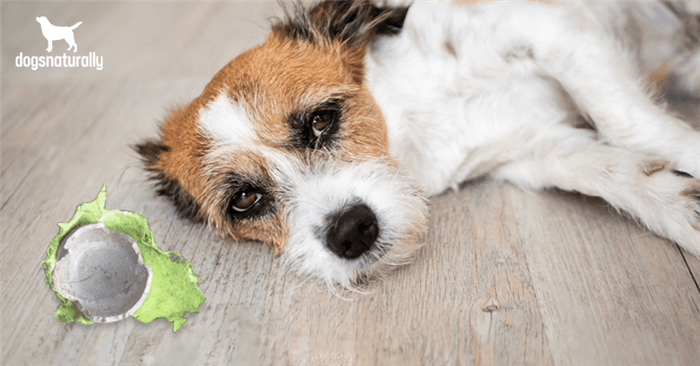 bowel obstruction in dogs