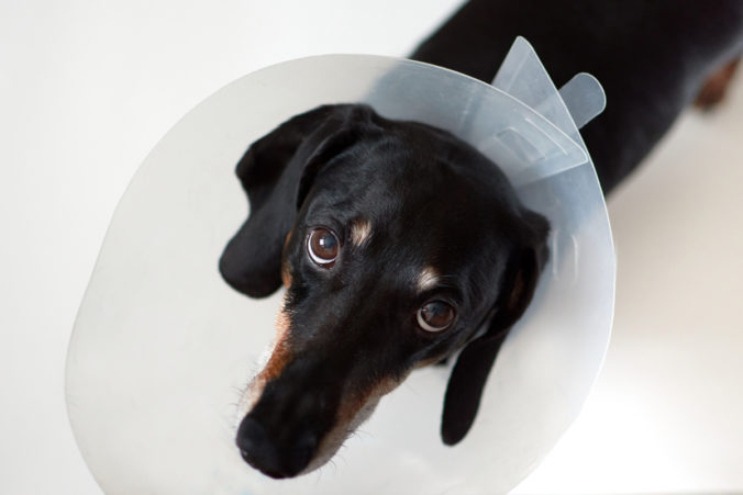 Dog with vet plastic Elizabethan collar on neck.