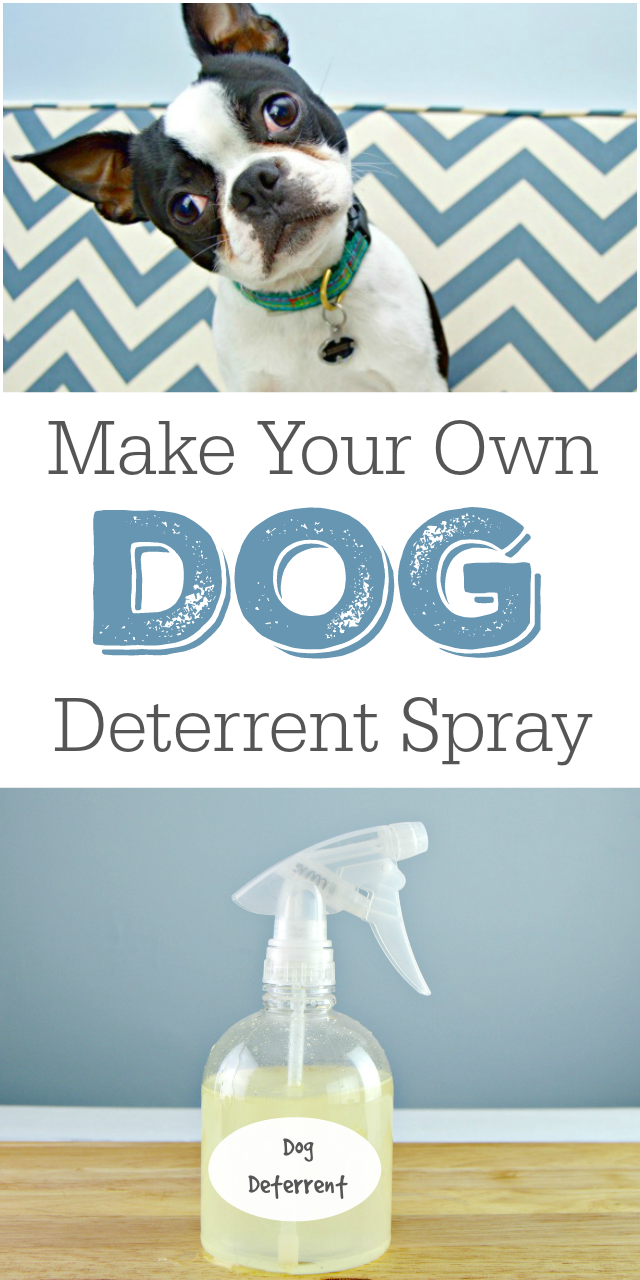 DIY Dog Deterrent Spray - Helps Stop Indoor Accidents