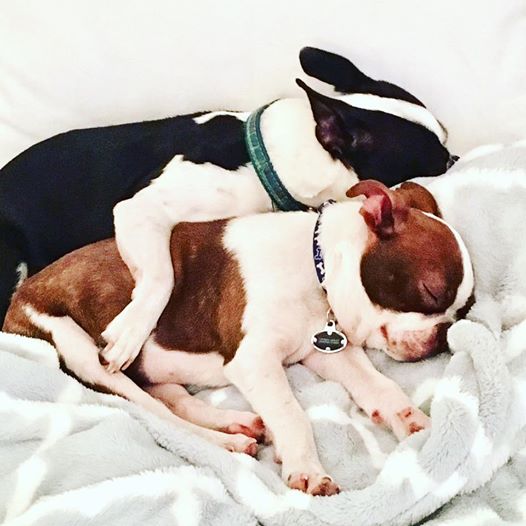 Boston Terrier Puppies - Nash and Bentley