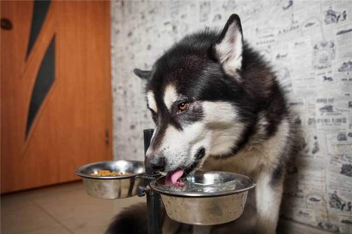 Black and white dog drinking water from bowl