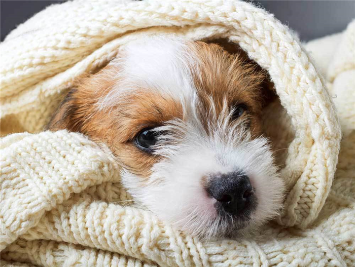 Jack Russell Terrier wrapped in blanket