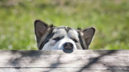 Dog Looking For Oreo Cookies on Table