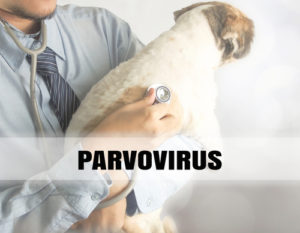 Bloody Diarrhea in Dogs parvovirus