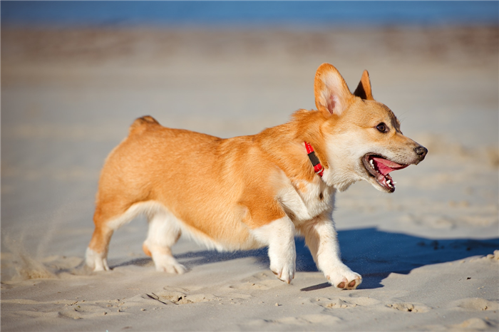 Welsh corgi pembroke puppy on the beach