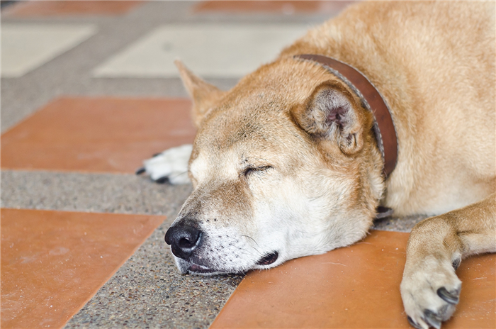 Shiba Inu snoozing on orange and gray tile floor