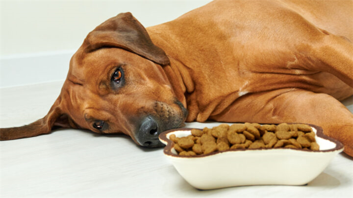 What To Feed A Sick Dog With No Appetite: We Are Here To Help You