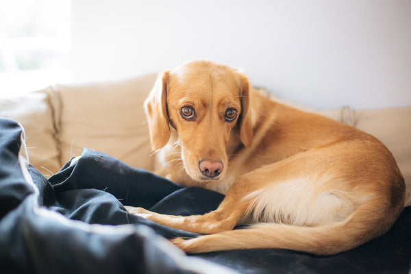 dog laying on the bed