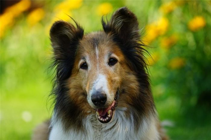 rough collie face