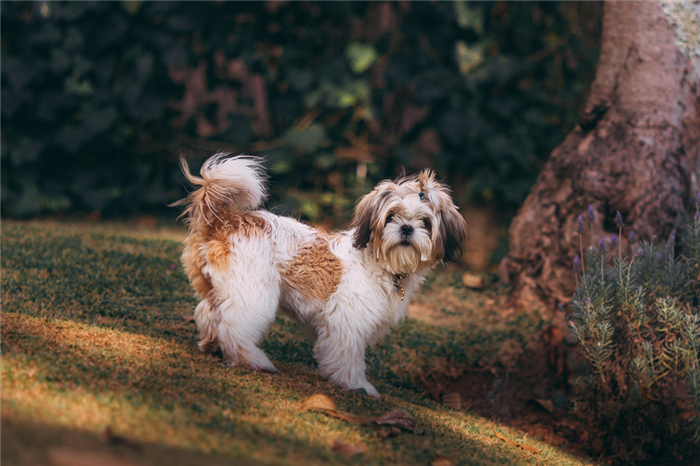 Image of a small white and brown dog in a forest next to a tree