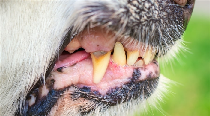 Dog with Tooth Pain