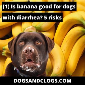 Is Banana Good For Dogs With Diarrhea