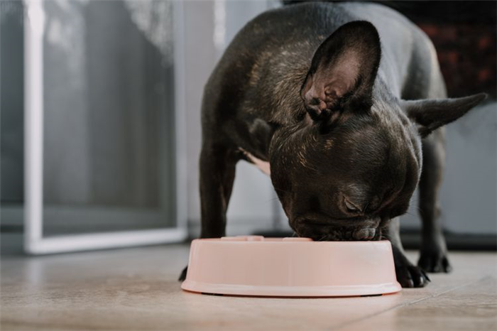 Brindle French bulldog eating from a food bowl