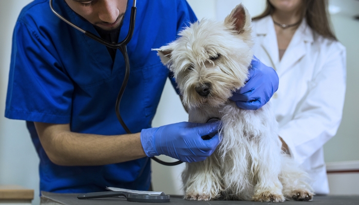 Causes of Bloody Diarrhea in Dogs with dog in check-up