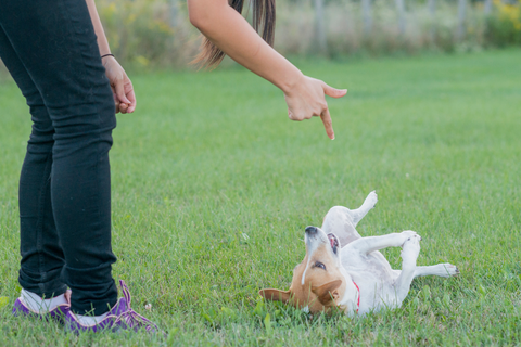 Best 6 Advanced Dog Tricks To Teach At Home