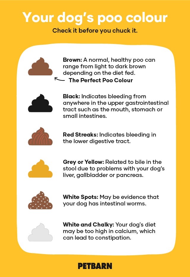 Small Yellow Worms In Dog Poop Toxoplasmosis