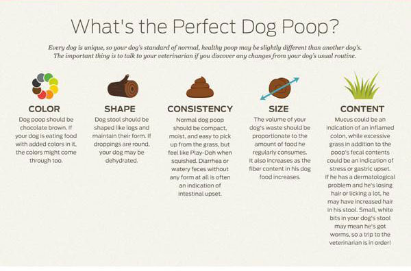 Dog Diarrhea Treatment Causes Remedies