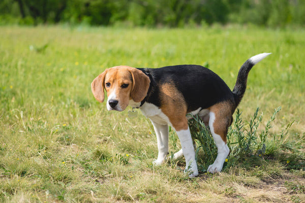 Beagle pooping on the grass