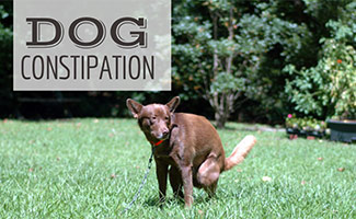 Dog pooping in grass (Caption: Dog Constipation)