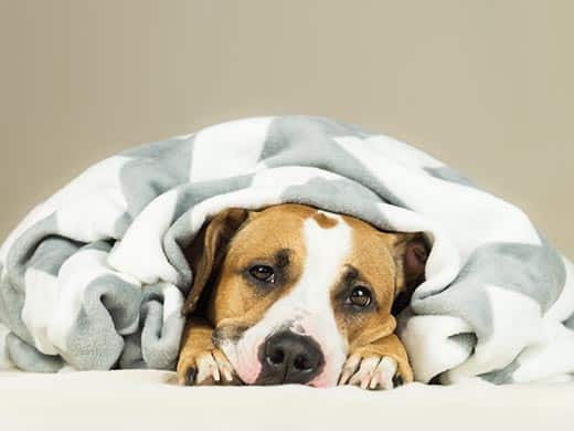 Staffordshire terrier wrapped up in a blanket.