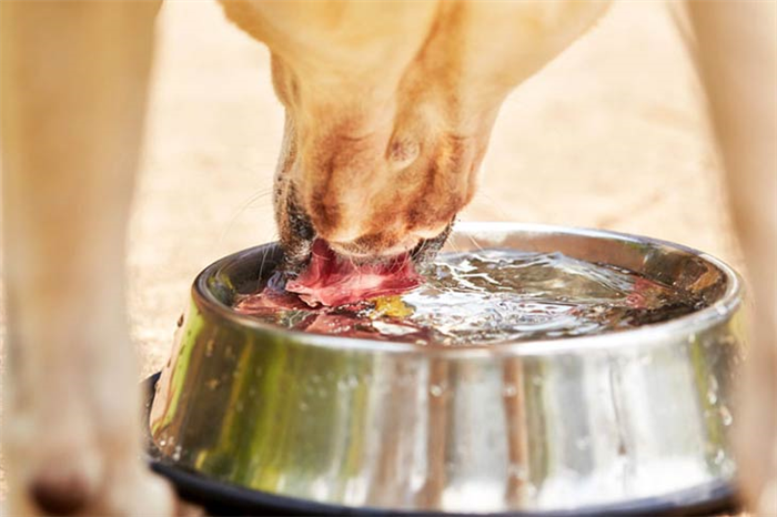 Yellow Labrador Retriever Drinking