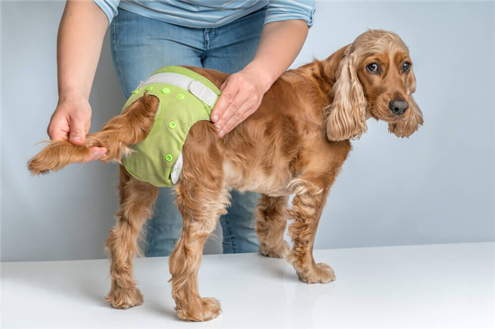 Are Doggie Diapers a Good Idea