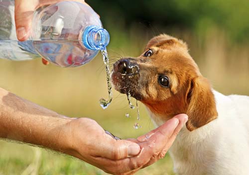 Do's and Don't if a Dog is Drinking a Lot of Water