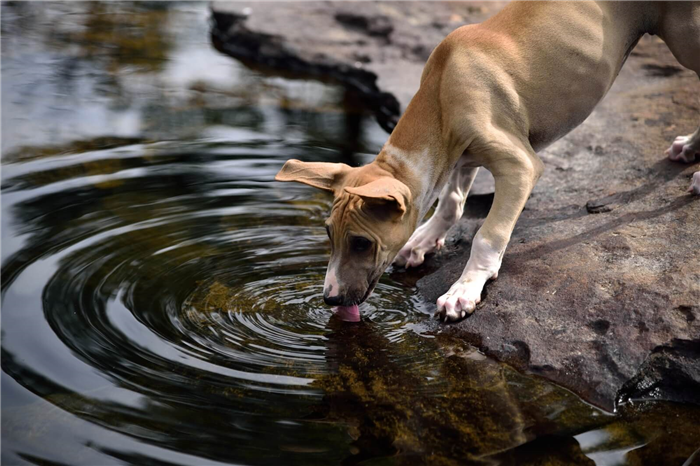 dog drinking water