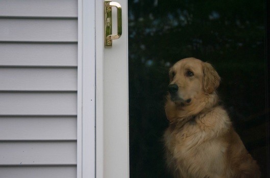 Dogs can develop an annoying habit of wanting to go outside and come back in, over and over. A little tough love can help.