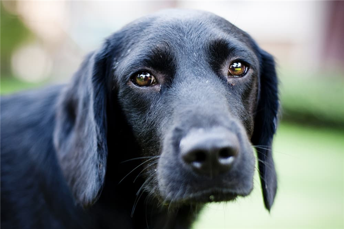 Dog looking sad outdoors