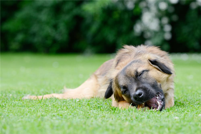 Dog eating something in the backyard