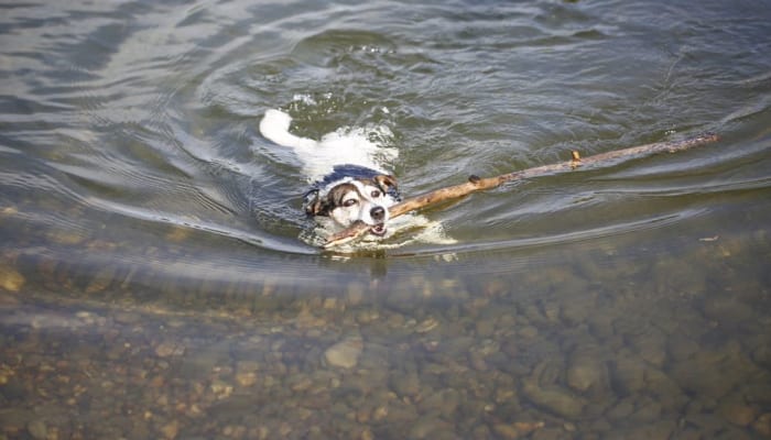 As dogs repeatedly fetch, they may ingest significant amount of salt water 