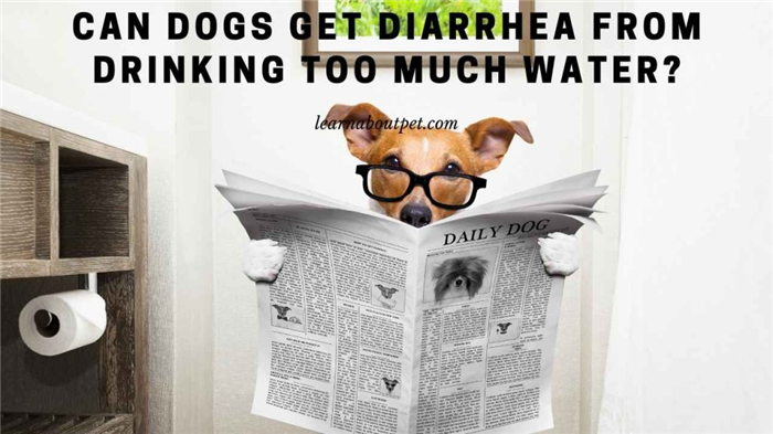 Can dogs get diarrhea from drinking too much water