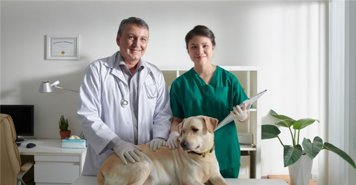 Veterinarians examining labrador dog