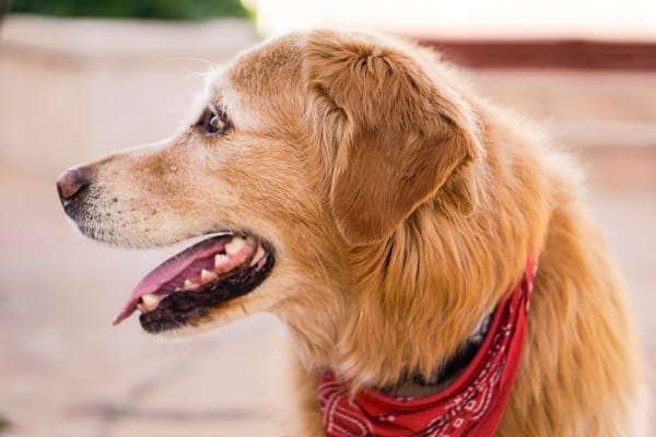 Golden retriever panting and looking to the side, photo