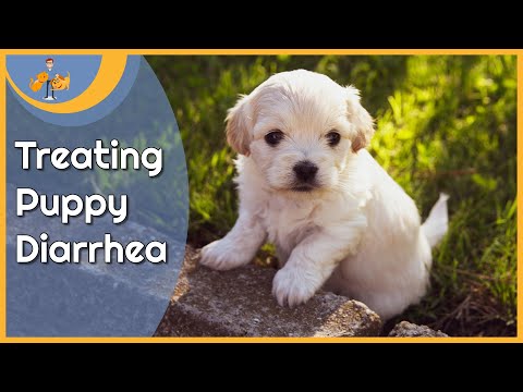 Treating Puppy Diarrhea at Home (and when to worry)