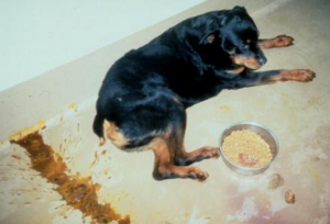 Dog Vomiting Yellow Bile