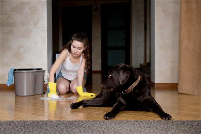 owner cleaning floor after dog