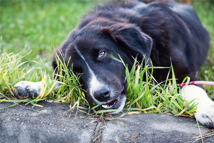 A black and white Border Collie eating grass.