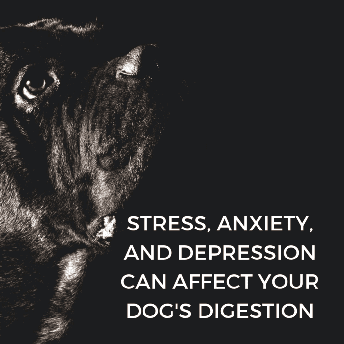 Many factors can influence your dog's well-being. 