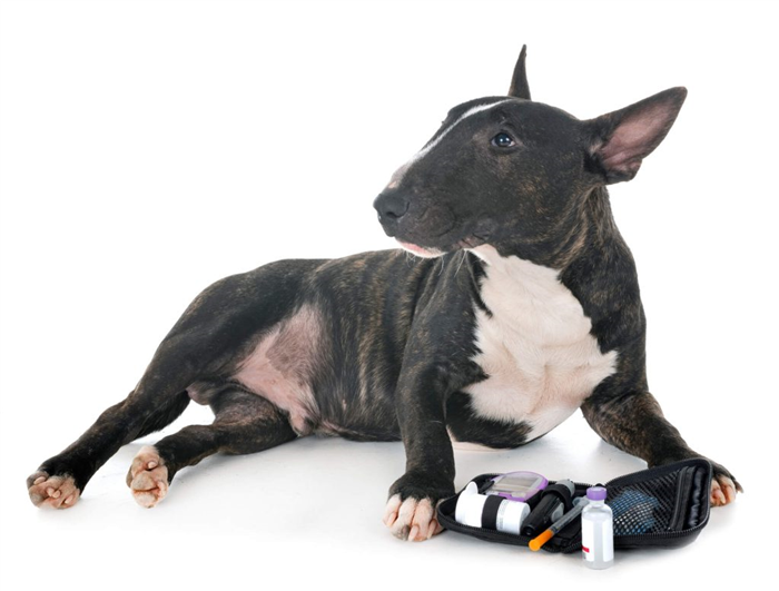 Dog lying down with diabetes kit and insulin