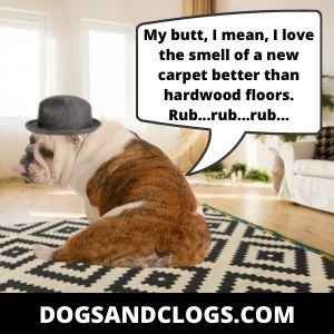 Your Dog Rubs Itself On The Carpet To Disguise Its Scent