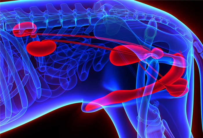 illustration of a dogs urinary tract 