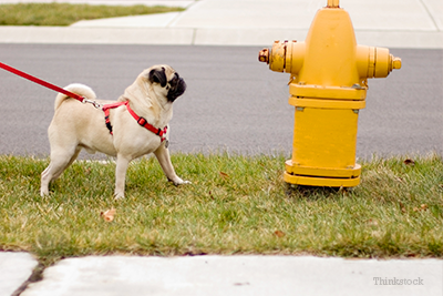 Pug at fire hydrant