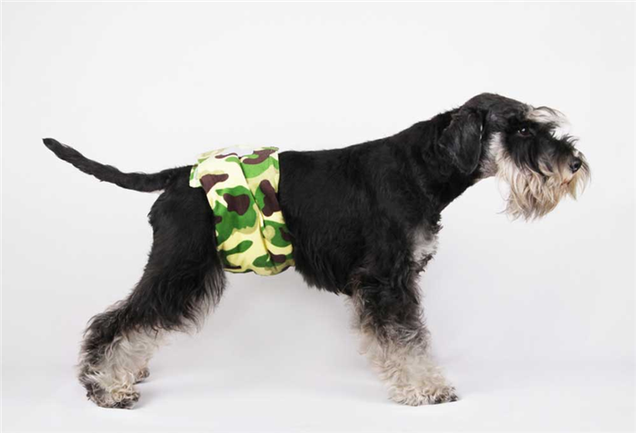 male schnauzer wearing a belly diaper