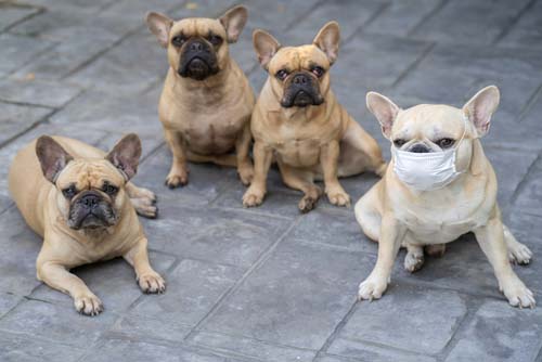 Canine Influenza (Dog Flu, Canine Flu)