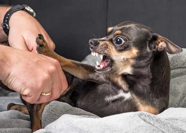 Small panicked dog threatening to bite